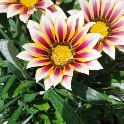 Pulsera Zodiaco - Constelación Dorado y Plateado - ARIES